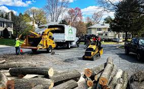 Trusted Pecatonica, IL Tree Services Experts
